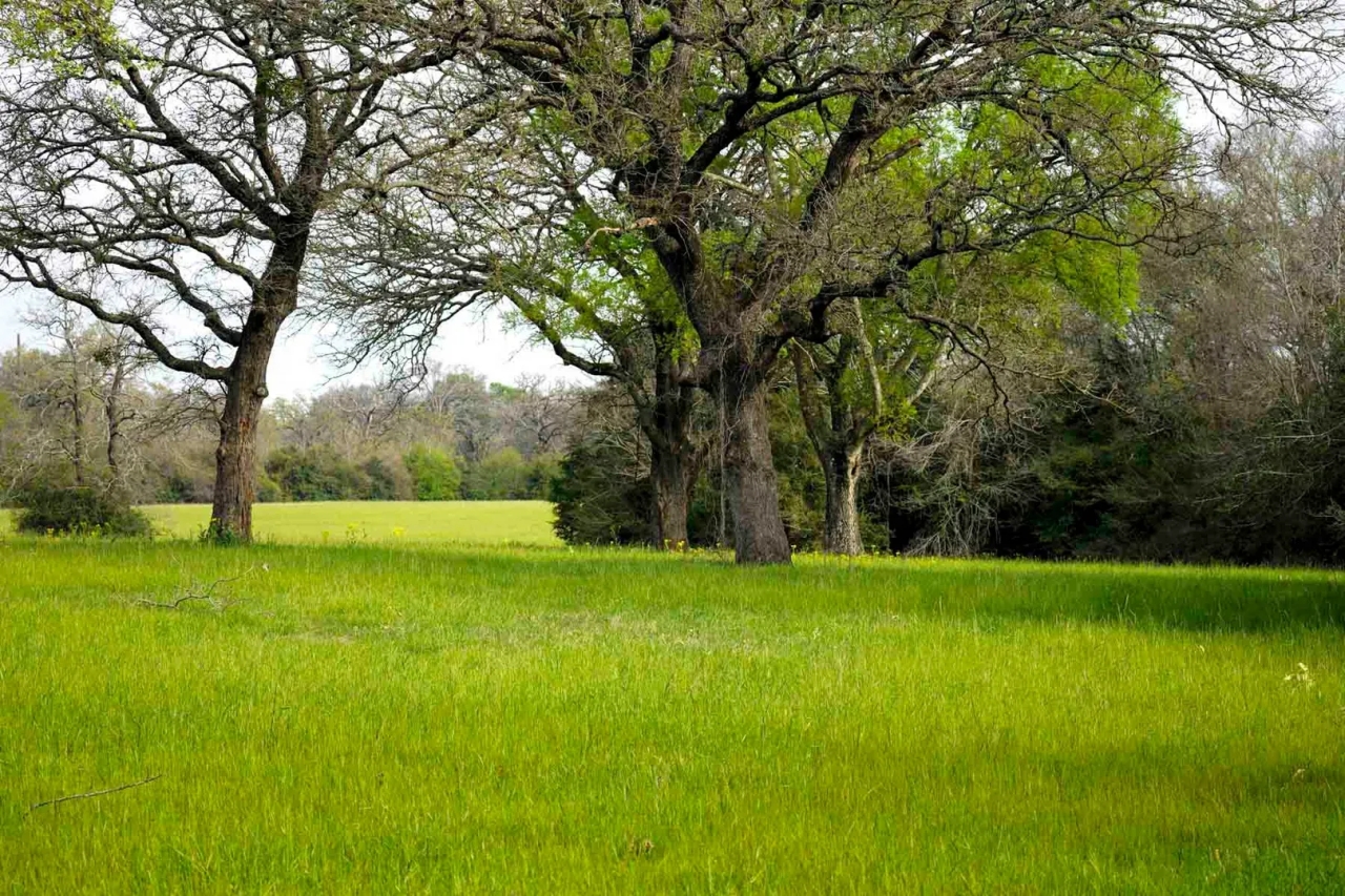 Melton Branch Ranch Hunting Land for Sale
