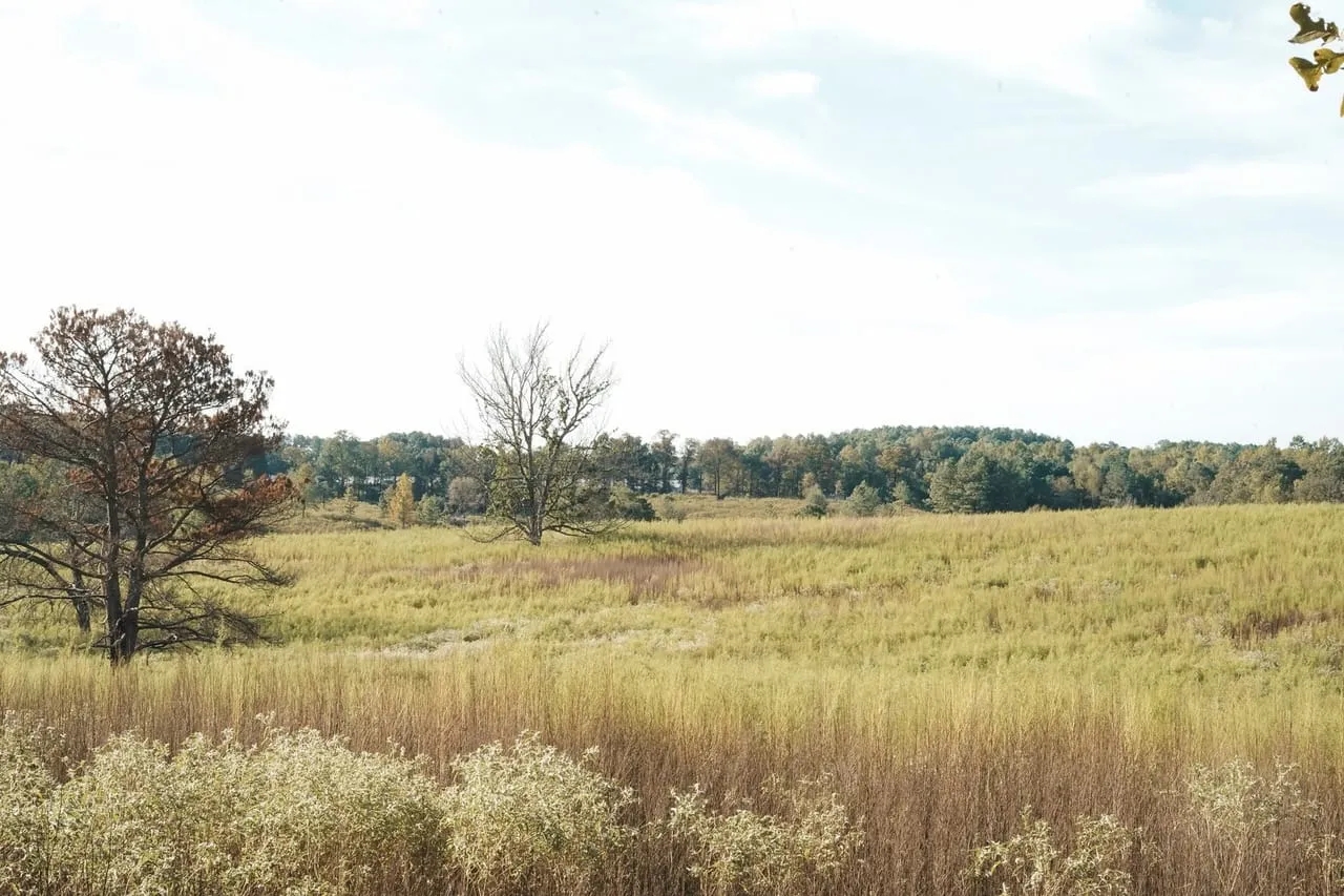 Parish Line 21 Hunting Land for Sale