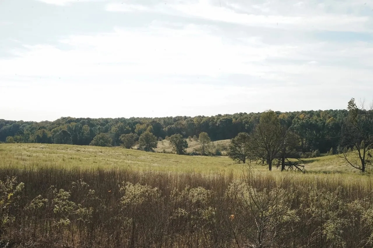 Parish Line 21 Hunting Land for Sale