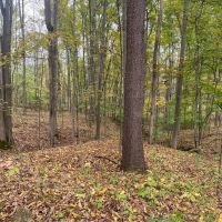 59 acres Hunting Land with Creek and Food Plots in Hinsdale NY 25 Bunny Rd images 4