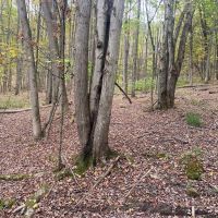 59 acres Hunting Land with Creek and Food Plots in Hinsdale NY 25 Bunny Rd images 5