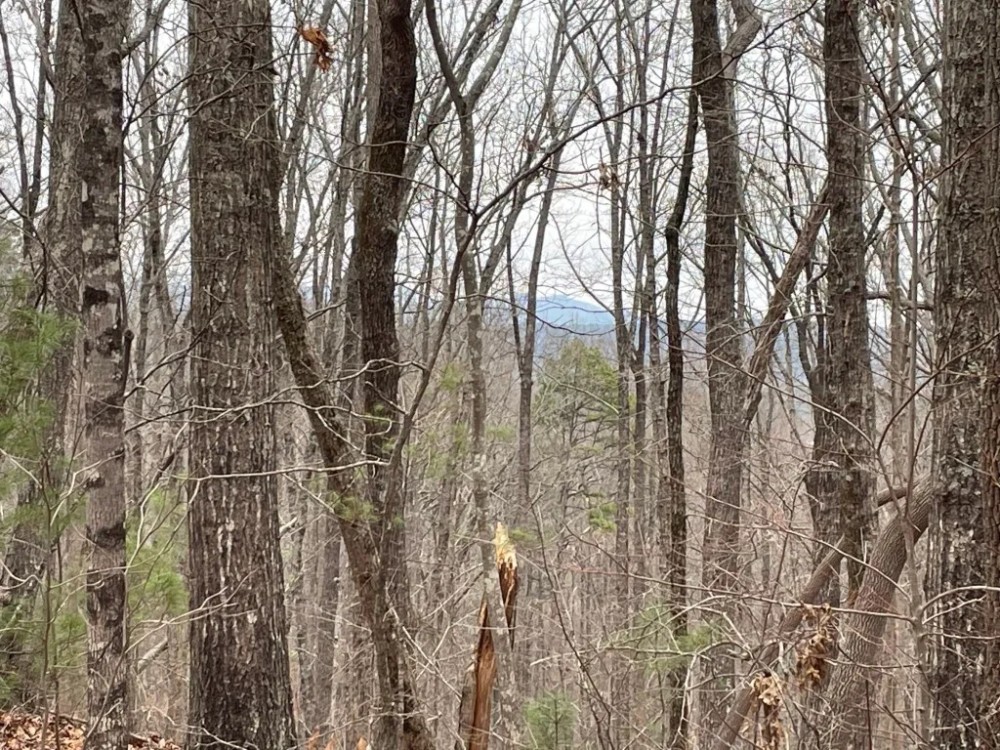 REDUCED 7.5 Acre Tract 1 on Whitmire Church Road featured image