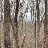 REDUCED 7.5 Acre Tract 1 on Whitmire Church Road