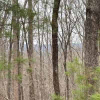 REDUCED 7.5 Acre Tract 1 on Whitmire Church Road images 3