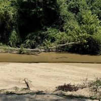 296 Acre Timberland for Sale with Creek Southwest MS images 4