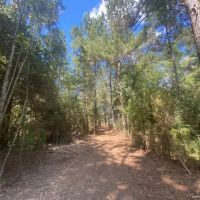 33 acres- Mature Timber- Salem School District