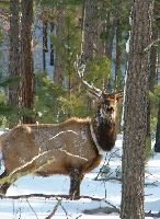 150 Acres Badger GPA Deer and Turkey Hunting land in Lawrence, SD