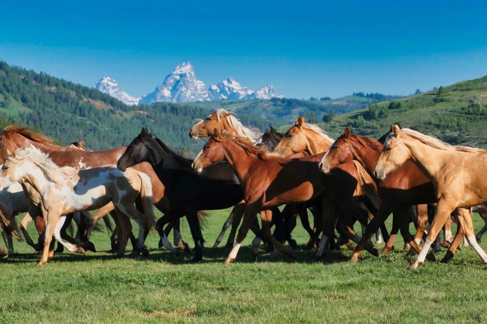 Red Hills Ranch featured image