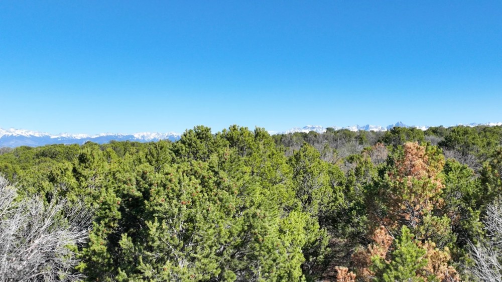 40 Acres in GMU 62 featured image