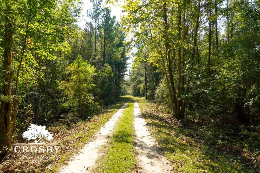 Lemon Creek featured image
