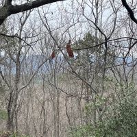 REDUCED 7.5 Acre Tract 2 on Whitewater Point Road images 3