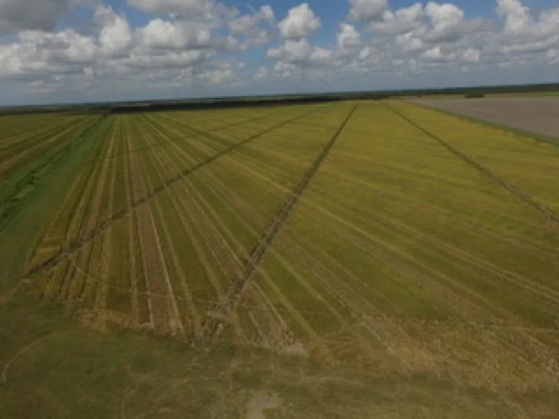 1450 Acre Row Crop Farm in Brazoria County featured image