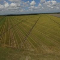 1450 Acre Row Crop Farm in Brazoria County