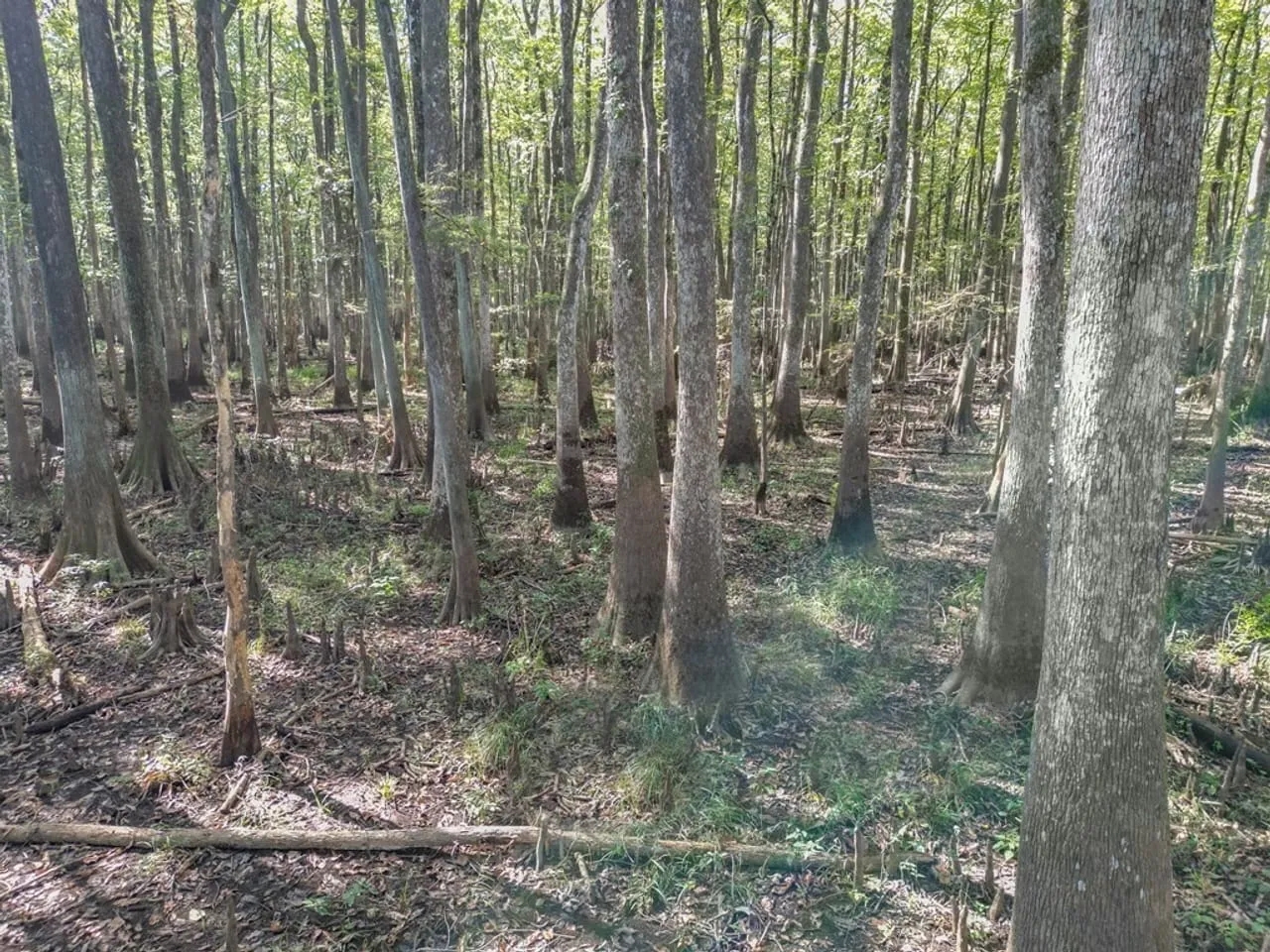 Hunting and Timberland for Sale in Ouachita Parish LA Hunting Land