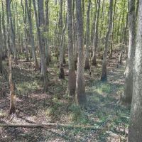 Hunting and Timberland for Sale in Ouachita Parish LA images 4