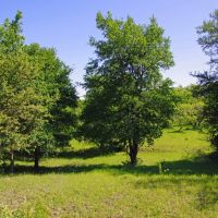 Ag Exempt Hunting Recreational Land in Holland TX images 5