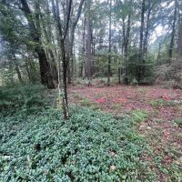 42 Acres for Sale with Old Country Home Scott Co MS images 3