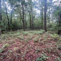 42 Acres for Sale with Old Country Home Scott Co MS images 4