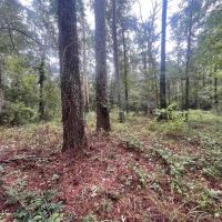 42 Acres for Sale with Old Country Home Scott Co MS images 5