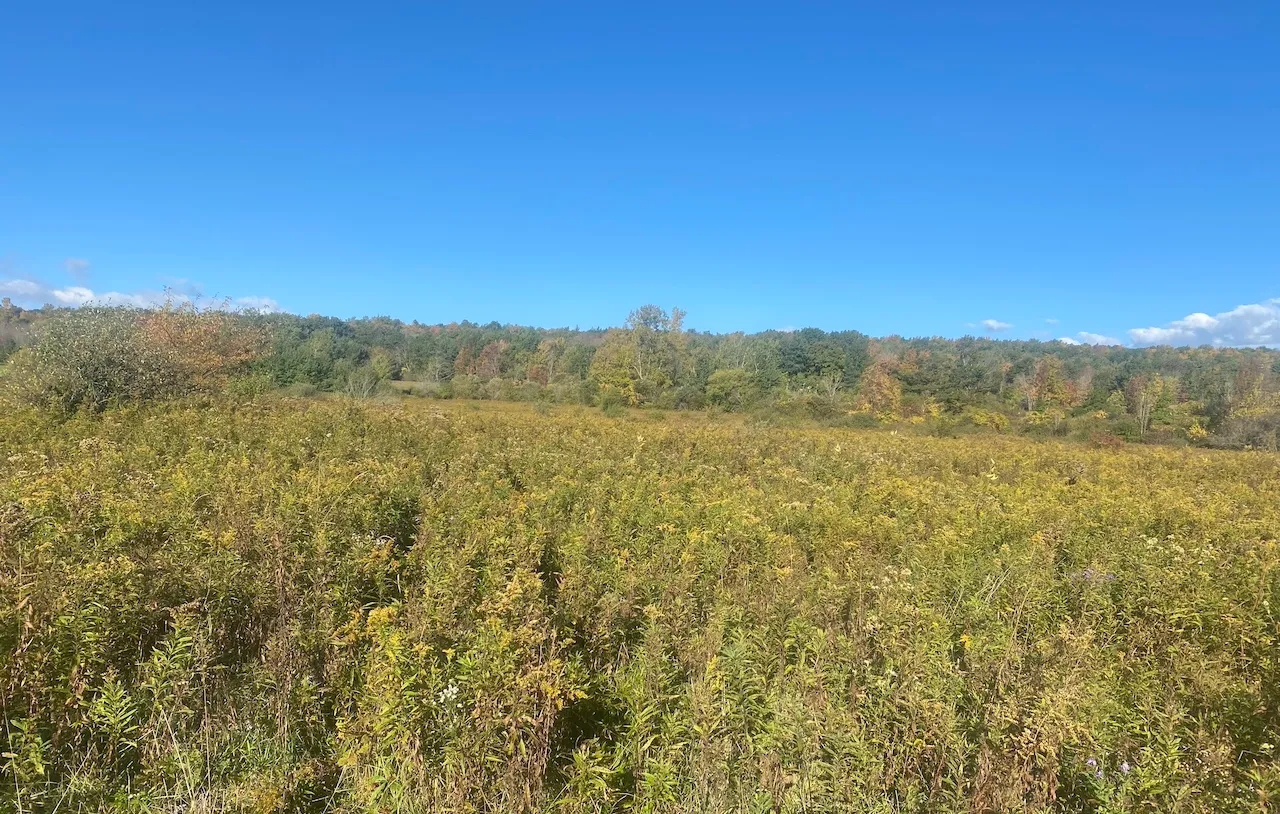 Hunting Land with Creek on 10 acres near State Land in Granger NY Kempshaw Rd Hunting Land for