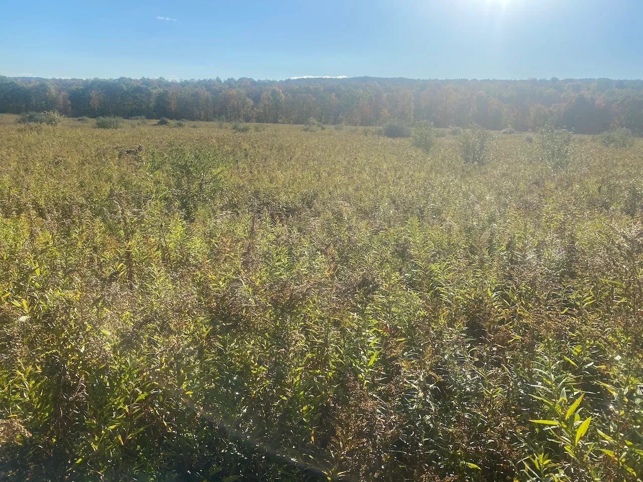 Hunting Land with Creek on 10 acres near State Land in Granger NY Kempshaw Rd Hunting Land for