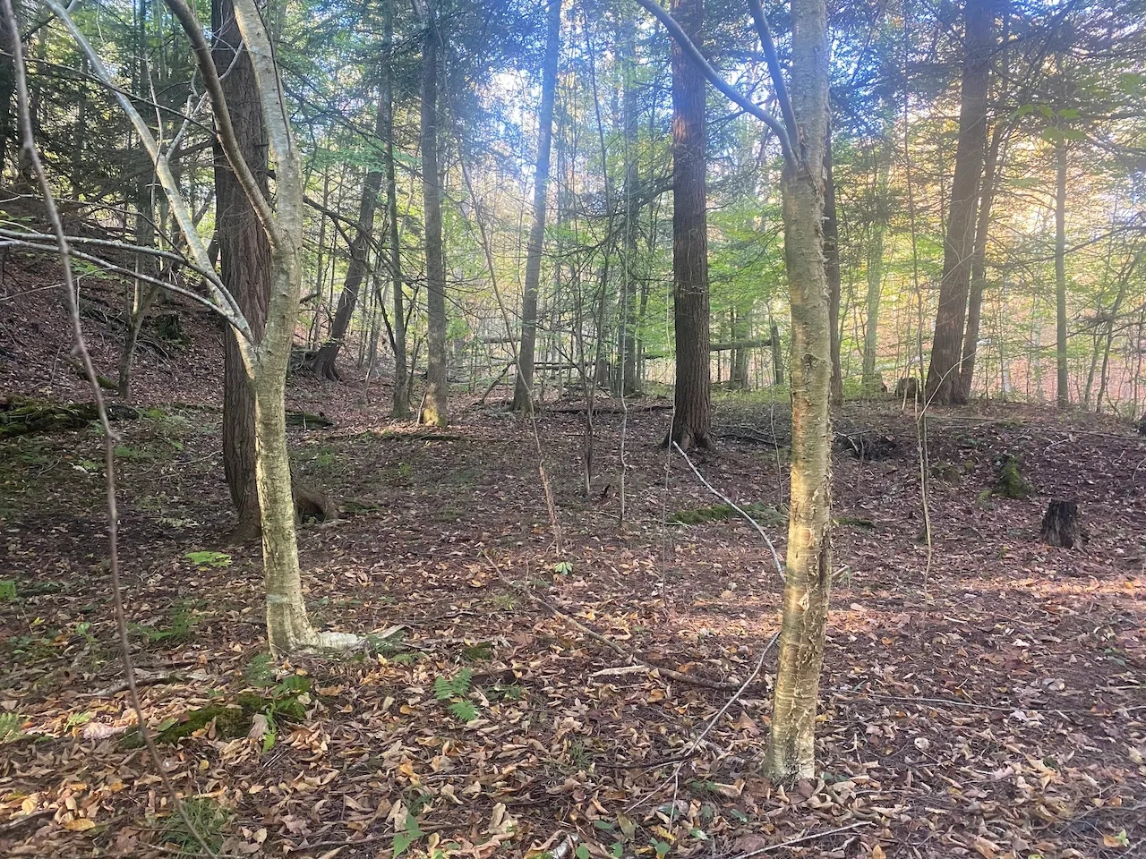 Hunting Land with Creek on 10 acres near State Land in Granger NY Kempshaw Rd Hunting Land for