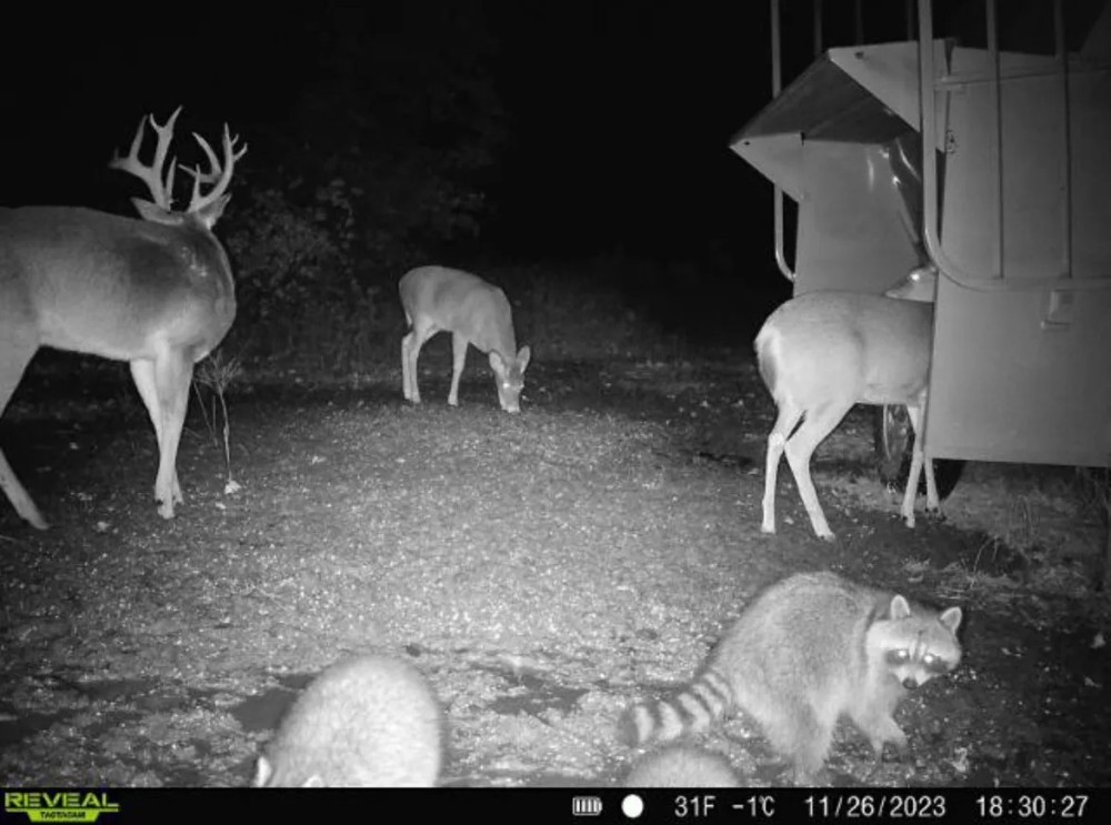 Woodson County Whitetail Mecca featured image