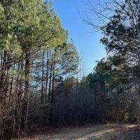 40 Acres Land for Sale Quitman LA images 2