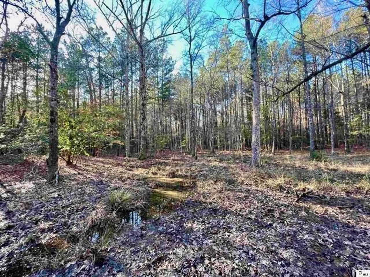 40 Acres Land for Sale Quitman LA Hunting Land for Sale