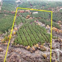 17 Acres County Road 1651 T-2 images 1
