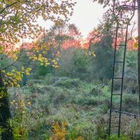 17 Acres County Road 1651 T-2 images 4