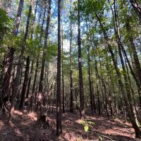 6.2 Acres in Bienville Parish LA images 2