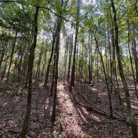6.2 Acres in Bienville Parish LA images 3