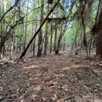 6.2 Acres in Bienville Parish LA images 4