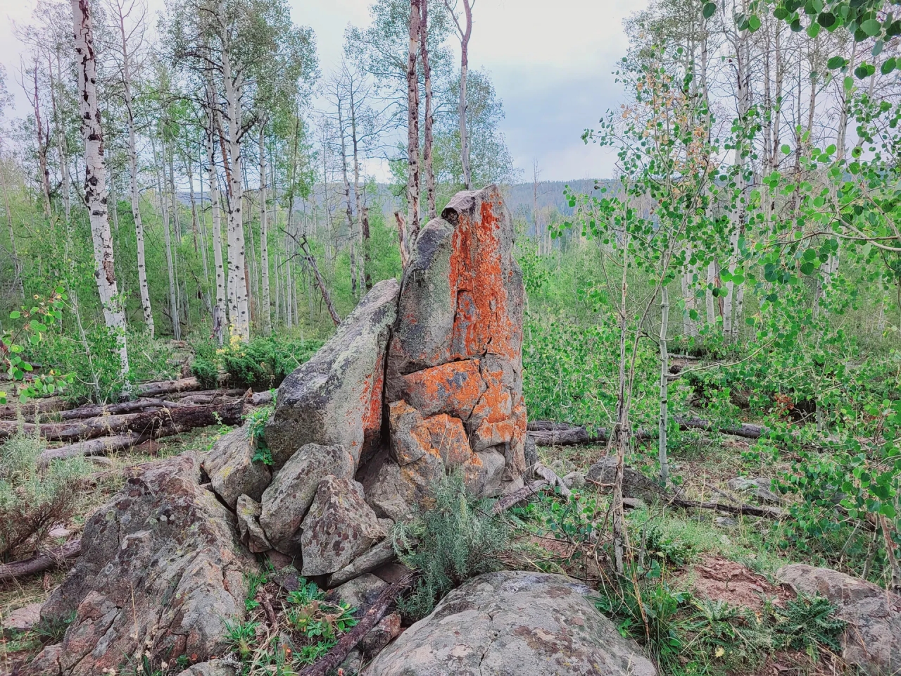 FIVE POINTS RANCH Hunting Land for Sale