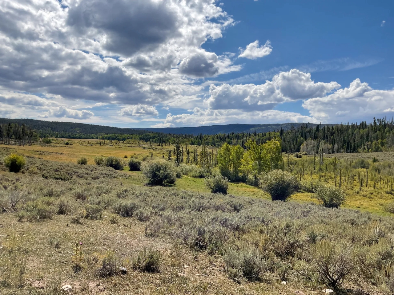 FIVE POINTS RANCH Hunting Land for Sale