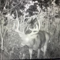 *BIG BUCK LEASING* Hunting Lease in Sanilac County Michigan