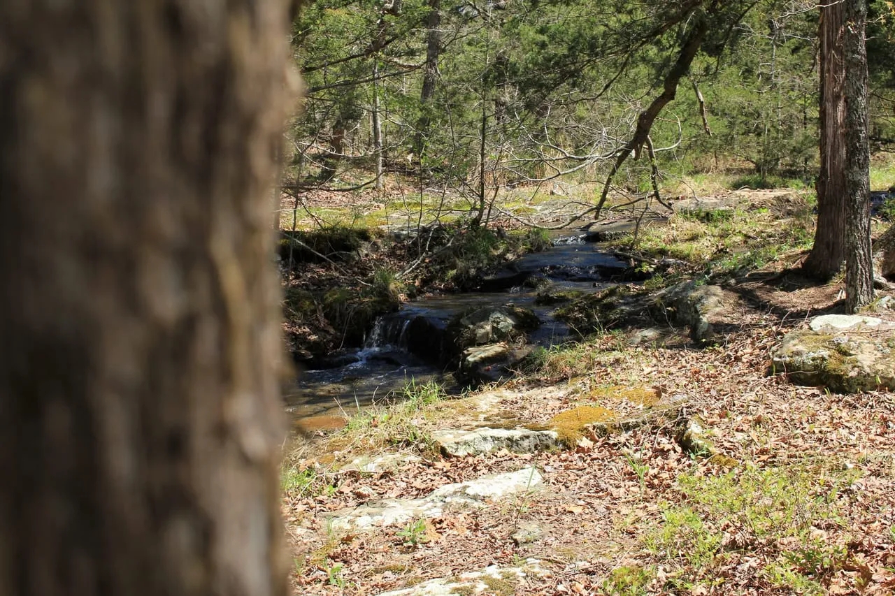 The Mountain at Homesteader s Spring Hunting Land for Sale