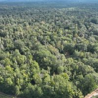 Lamkin Road Tract Jackson Parish 145 Acres - images 2