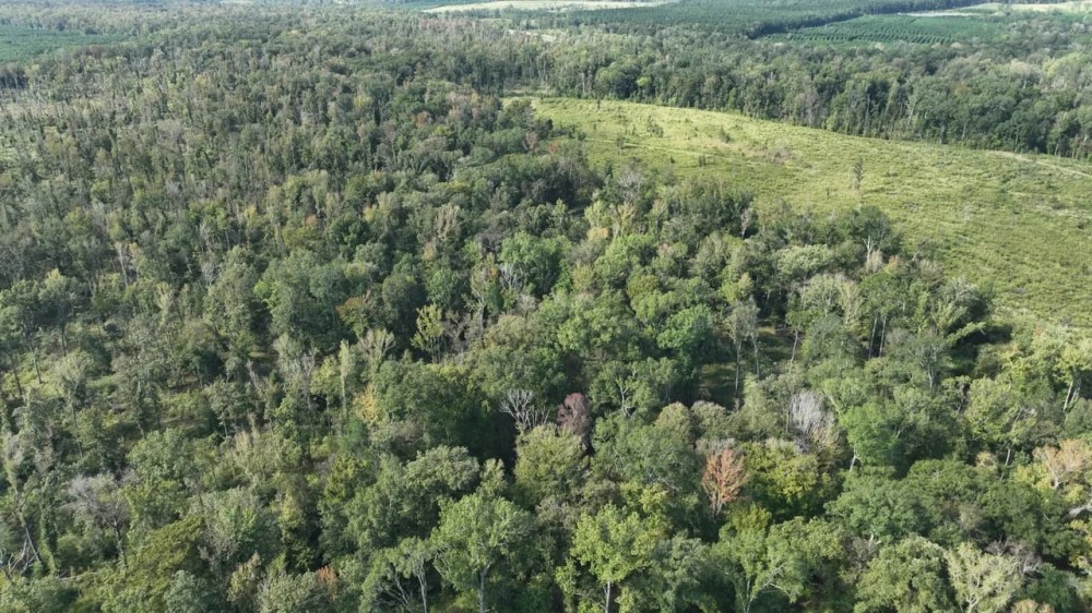 Ansley Hardwood Tract South Jackson Parish 268 Acres - featured image