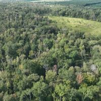 Ansley Hardwood Tract South Jackson Parish 268 Acres -