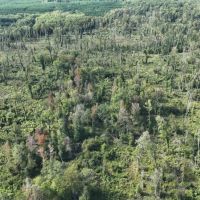 Ansley Hardwood Tract South Jackson Parish 268 Acres - images 2
