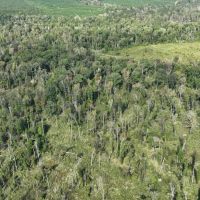Ansley Hardwood Tract South Jackson Parish 268 Acres - images 3