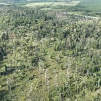 Ansley Hardwood Tract South Jackson Parish 268 Acres - images 4