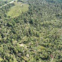 Ansley Hardwood Tract South Jackson Parish 268 Acres - images 5