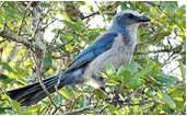 Lake Wales Ridge NWR 1,194 acres Scrub-Jay Hunting Land in Vero Beach, FL images 4