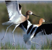 Lake Wales Ridge NWR 1,194 acres Scrub-Jay Hunting Land in Vero Beach, FL images 3