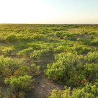 600 Acres in Baylor County images 3