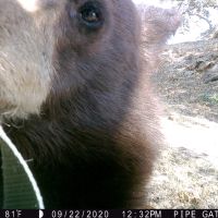 Bear4