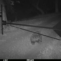 Bear gate 1